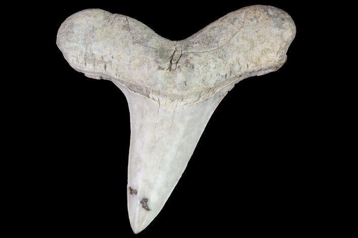 Cretaceous Cretoxyrhina Shark Tooth - Kansas #71747